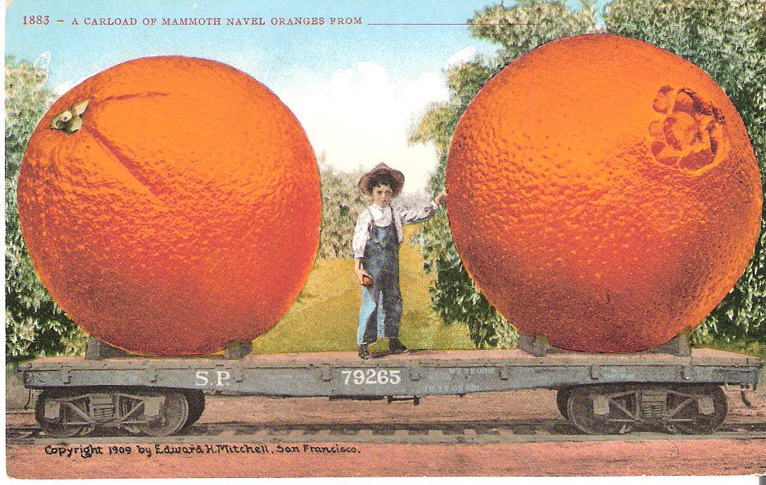 An early 20th century exaggeration postcard by the California photographer Edward Mitchell, featuring two Washingto Navel Oranges on a a Southern Pacific fatcar.